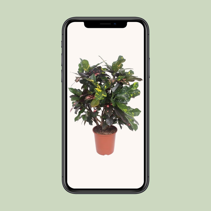Croton Plant (Codiaeum Magnificent) - 110cm Indoor Air Purifier