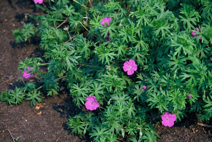 40x Geranium 'Tiny Monster' Magenta Flowering - 10-25cm - 9cm Pot