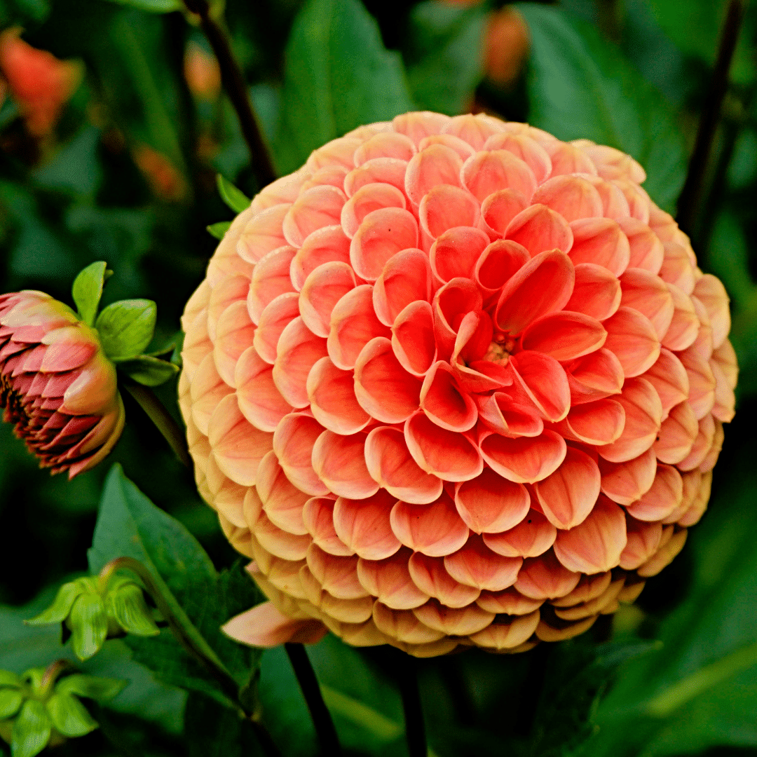 Flowerbulbs Amsterdam - 24 dahlia ralphie tubers for 4 m², shimmering orange flowers