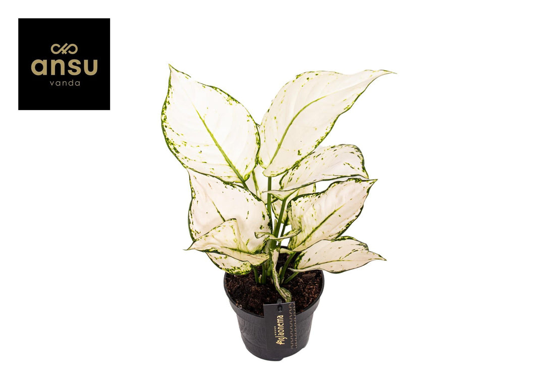 Aglaonema White Joy Chinese Evergreen - 12cm Pot Indoor Plant