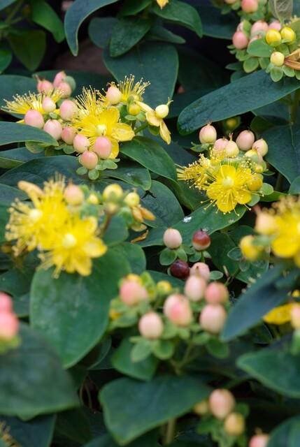 Hypericum 'Annebel' with yellow flowers and pink buds amongst dark green oval leaves, 10-25cm tall in 9cm pot