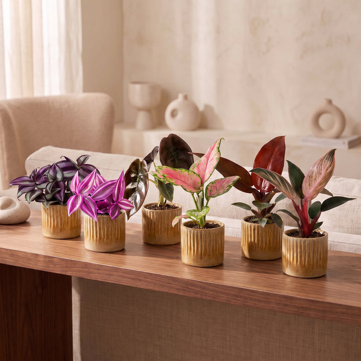 Baby Paradise Mix houseplants, pack of 6 in 6cm pots, image 3