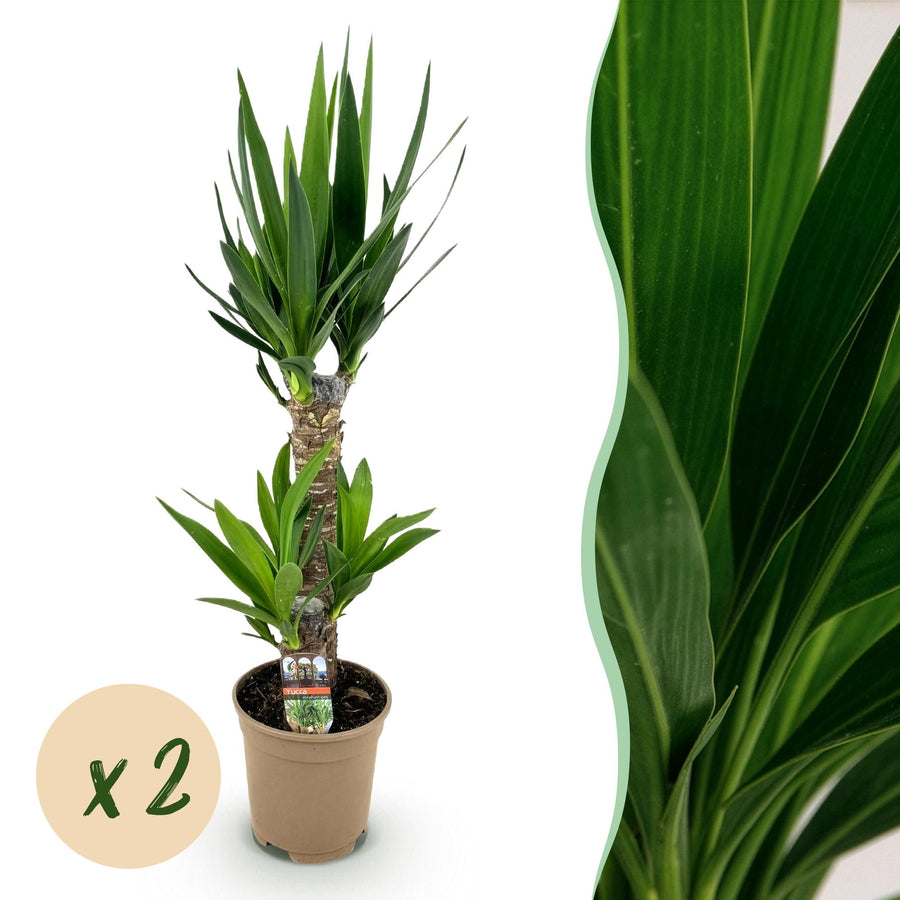 Yucca elephantipes with sword-shaped leaves on a woody cane in a nursery pot