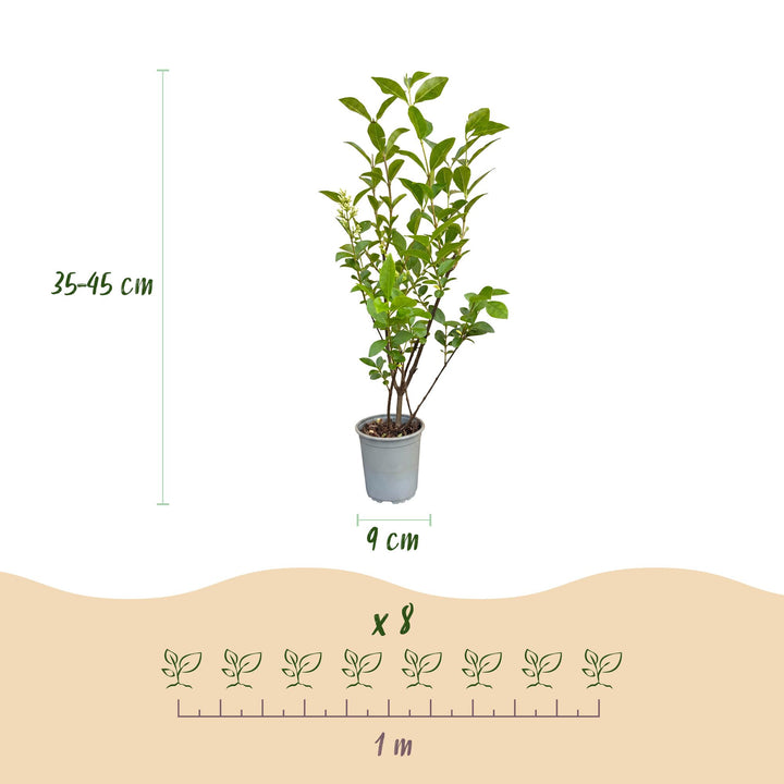40 Ligustrum ovalifolium privet hedging plants in 9cm pots, 35-45cm tall - view 4