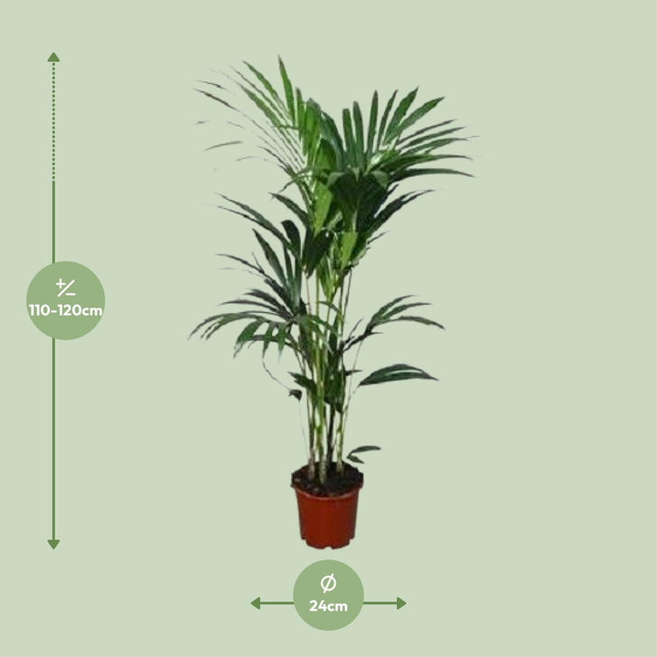 Kentia Palm Plant - Howea Forsteriana 120cm Low Light Indoor Palm