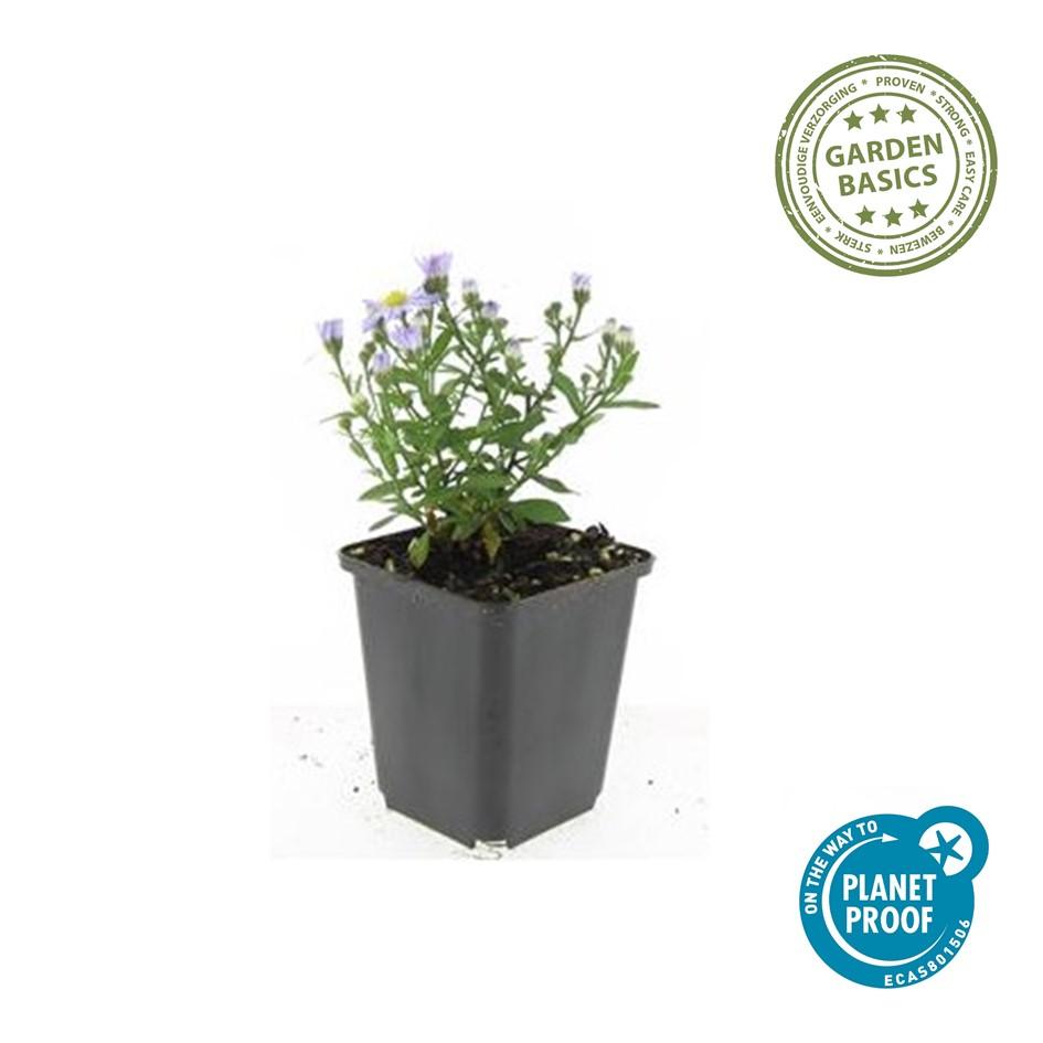 Aster Dumosus Prof Anton Kippenberg - Purple Fall Blooming Perennial