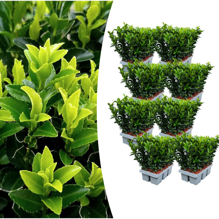 Euonymus Green Spire Bulk Pack - 48 Plants (8 x 6-Pack) Ø 7cm