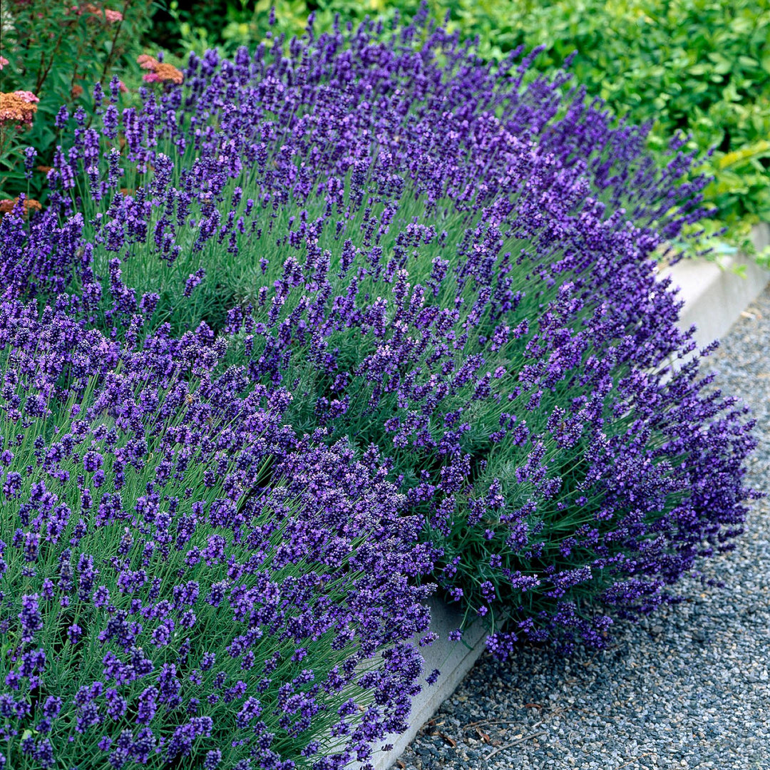 18 Lavandula angustifolia Hidcote English lavender plants in 12cm pots - view 5