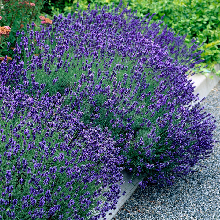 18 Lavandula angustifolia Hidcote English lavender plants in 12cm pots - view 5