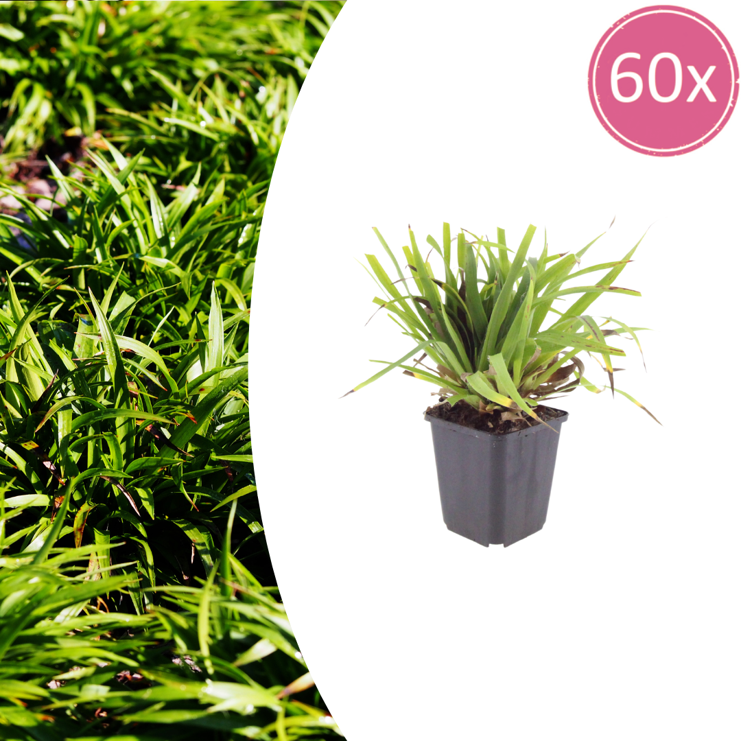 60x Luzula sylvatica - ↕10-25cm - Ø9cm