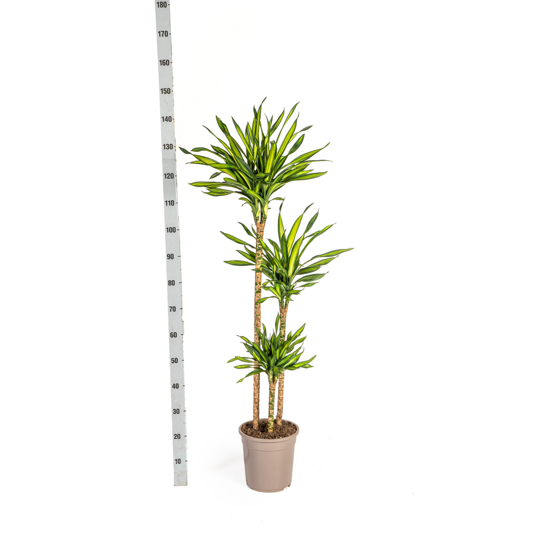 Dracaena Deremensis Rikki 130-150cm — Dragon Tree in 24cm pot, with basket