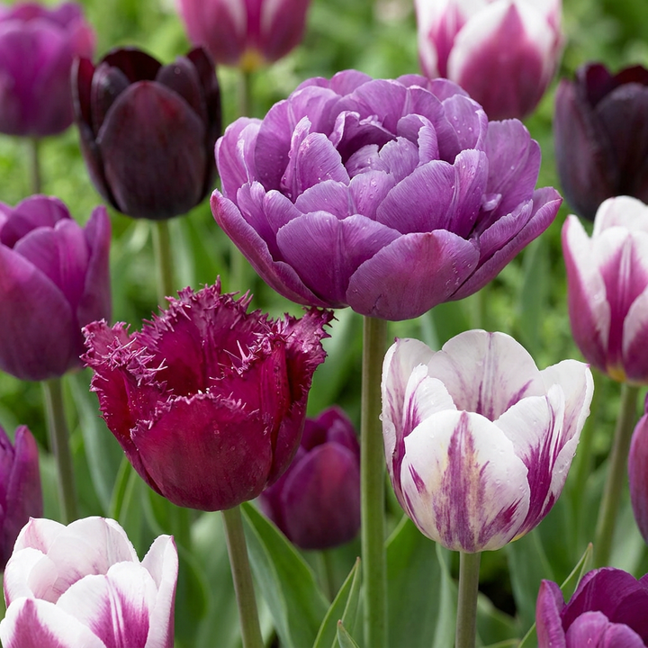 280x Tulipa Blueberry mix - Tulipe Blueberry mix - Divers - Floraison printanière - Calibre 11/12