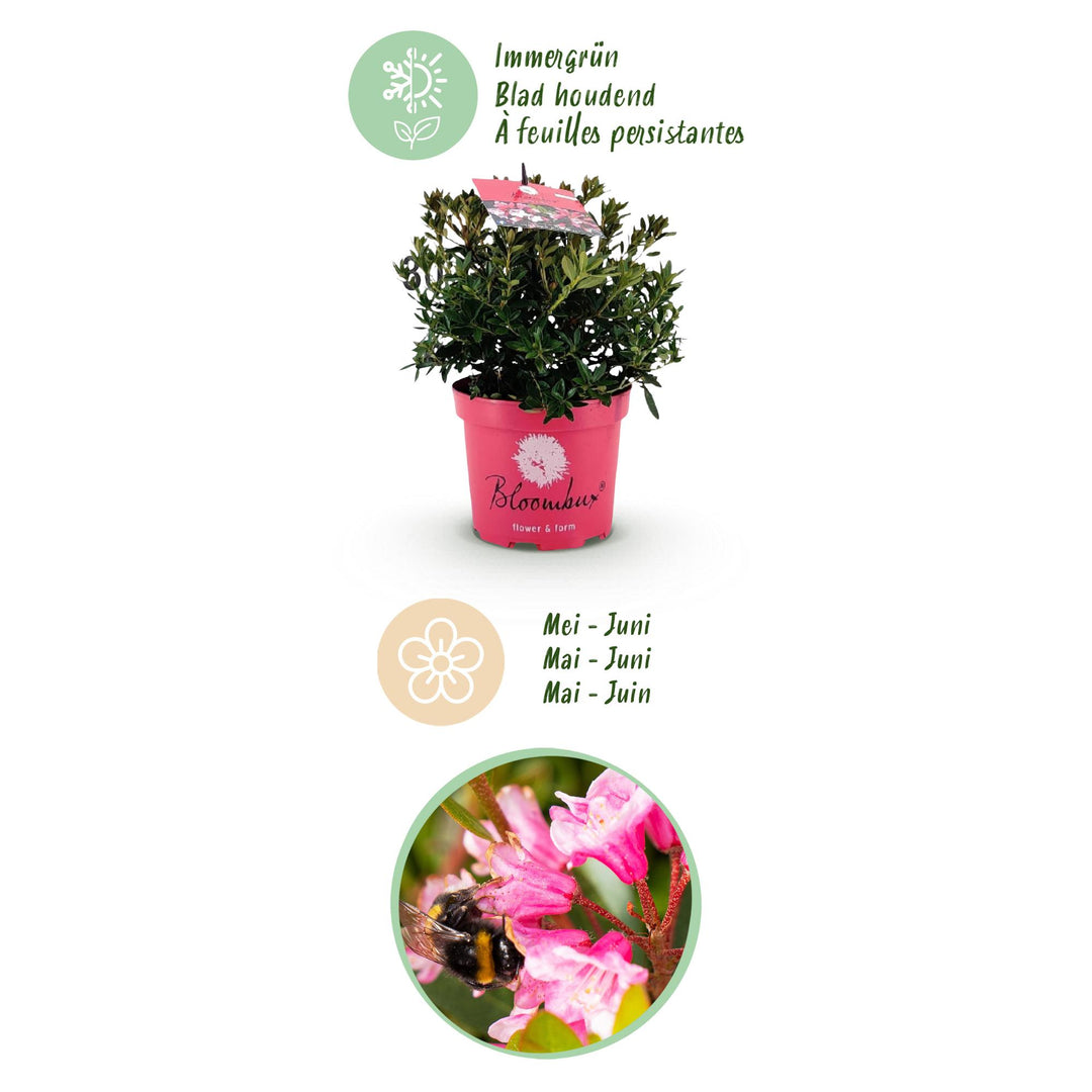 6 Rhododendron Bloombux Magenta plants in 17cm pots, 30-40cm tall - view 4
