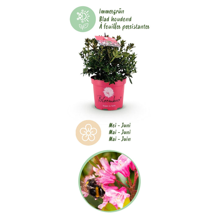 6 Rhododendron Bloombux Magenta plants in 17cm pots, 30-40cm tall - view 4