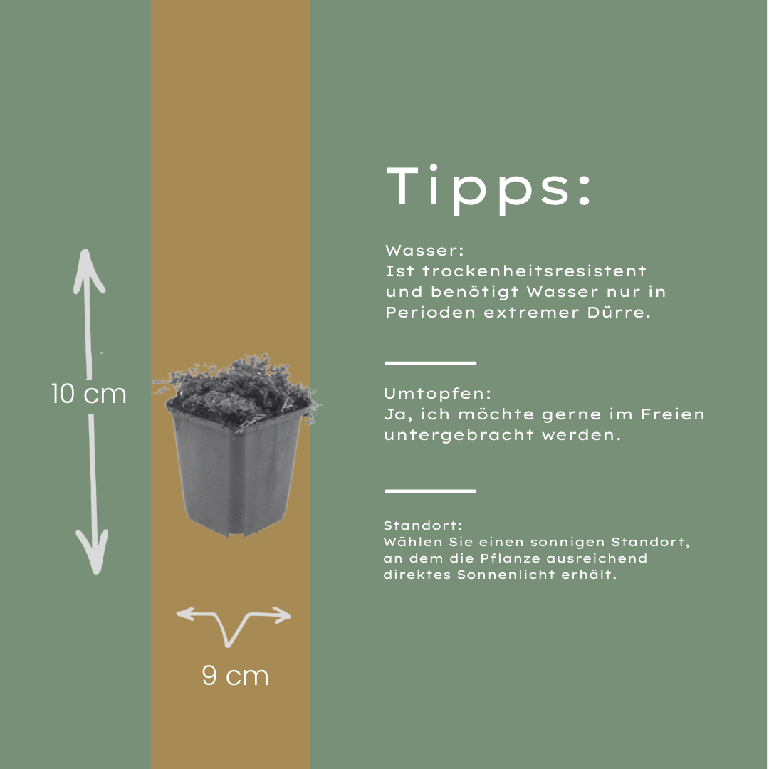 24x Thymus praecox 'Purple Beauty' - ↕10-25cm - Ø9cm
