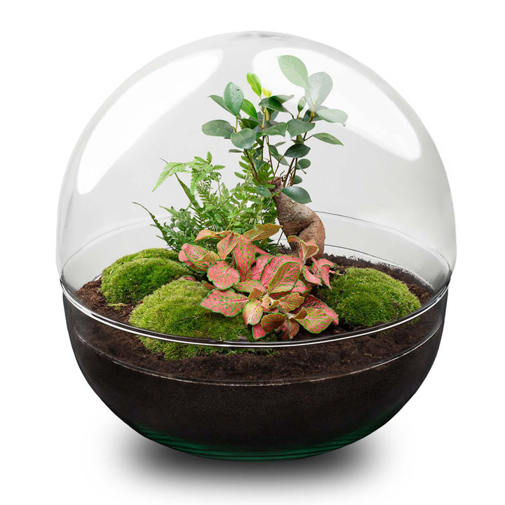 DIY terrarium - Dome XL - Ficus Ginseng Bonsai - ↕ 30 cm - Rake + Shovel + Tweezer