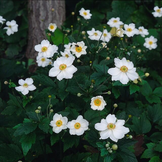 Japanese anemone 'Honorine Jobert' with white petals and yellow centres, green foliage and buds visible, garden setting