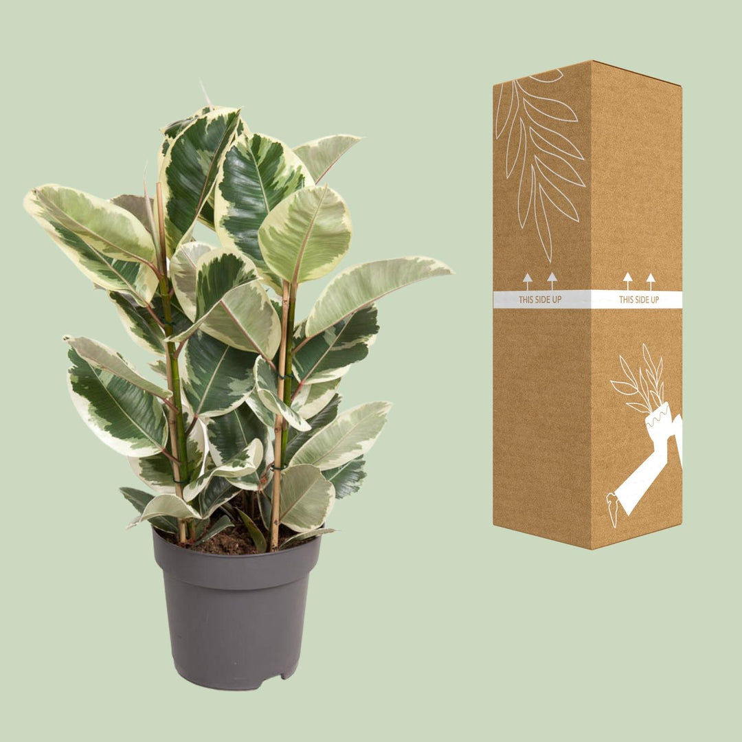 Ficus Elastica Tineke - Variegated Rubber Plant 100cm Indoor