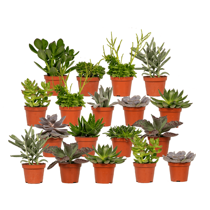 Succulent Mix: Assorted Easy-Care Succulents – Bright Light & Drought Tolerant!
