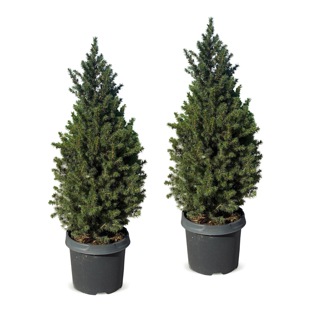 Pack of 2 potted dwarf spruce Christmas trees, 80cm in 23cm pots - view 2