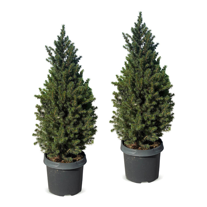Pack of 2 potted dwarf spruce Christmas trees, 80cm in 23cm pots - view 2