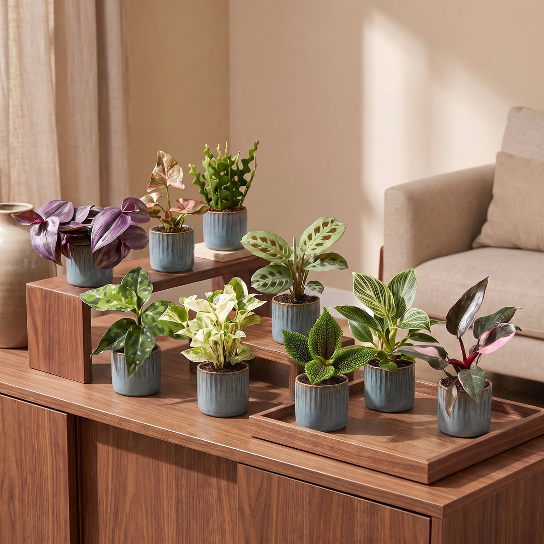 Baby Plants Surprise Box, 9 tropical plants in 6cm pots, image 3