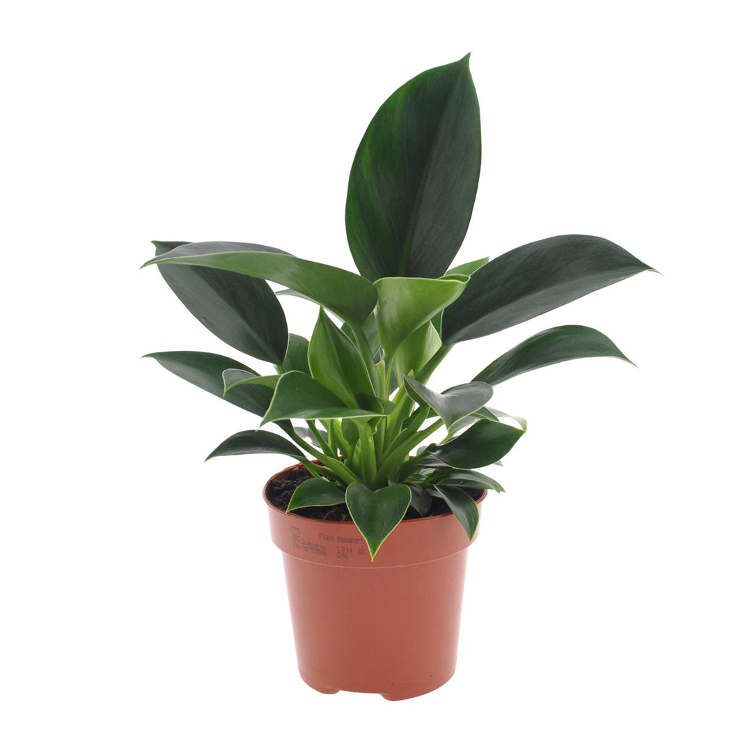 Philodendron Green Princess in a 12cm pot, vibrant green leaves, easy care indoor houseplant by Everspring