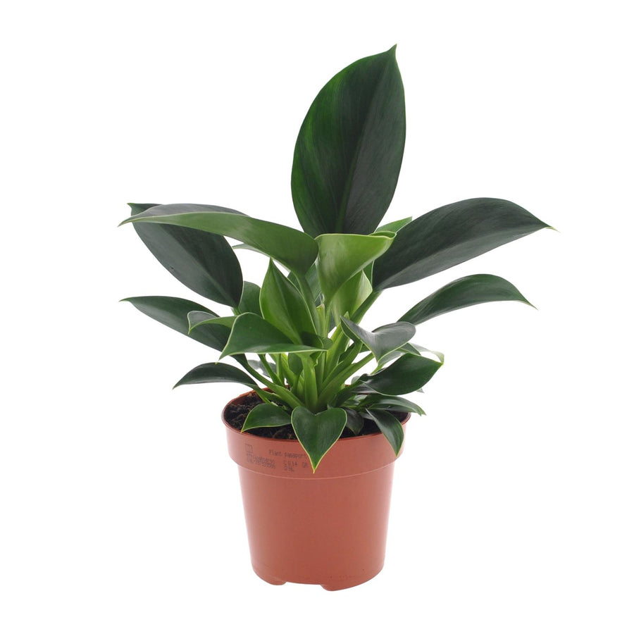 Philodendron Green Princess in a 12cm pot, vibrant green leaves, easy care indoor houseplant by Everspring