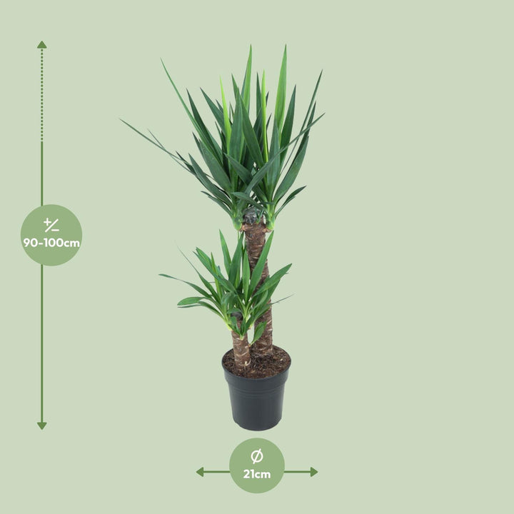 Yucca elephantipes (Yucca Plant): Stylish, Resilient & 100cm Tall – Your Low-Maintenance Indoor Oasis!