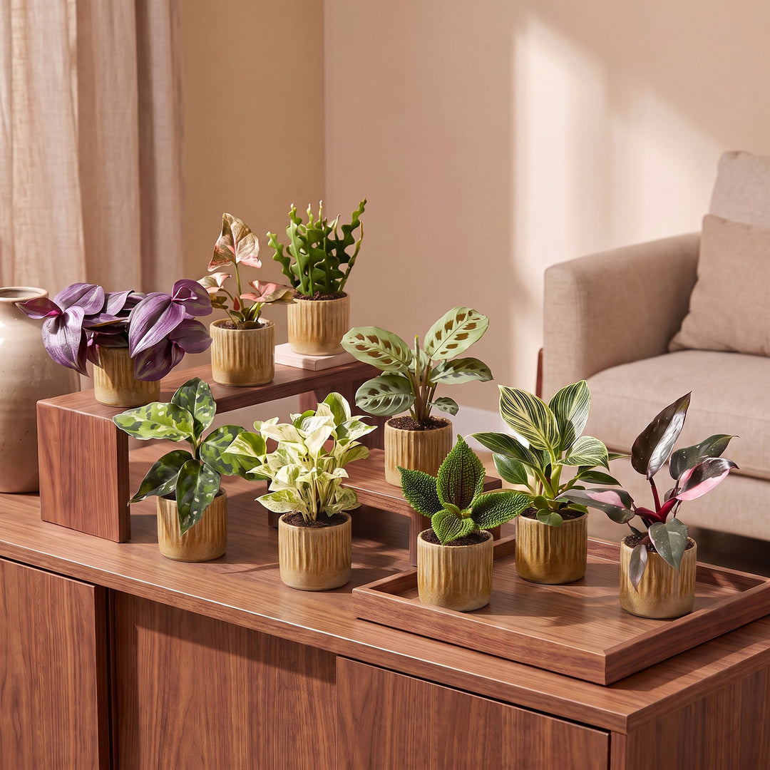 Baby Plants Surprise Box, pack of 9 tropical mini plants, image 3