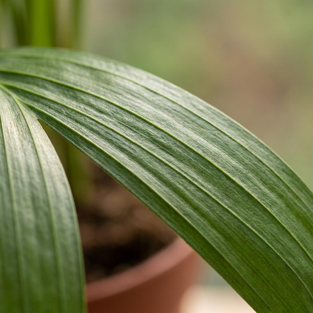 Areca Lutescens - Areca Palm - 4 Plants - with Potter Grijs - Pot 12cm - Height - 45cm