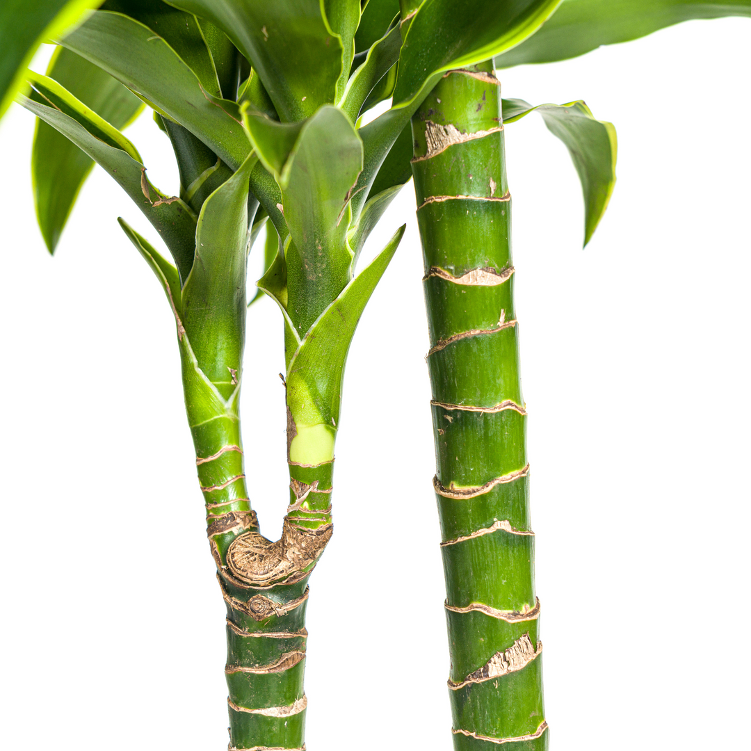 Dracaena Deremensis Dorado 120-140cm - Dark Green with Yellow Edge