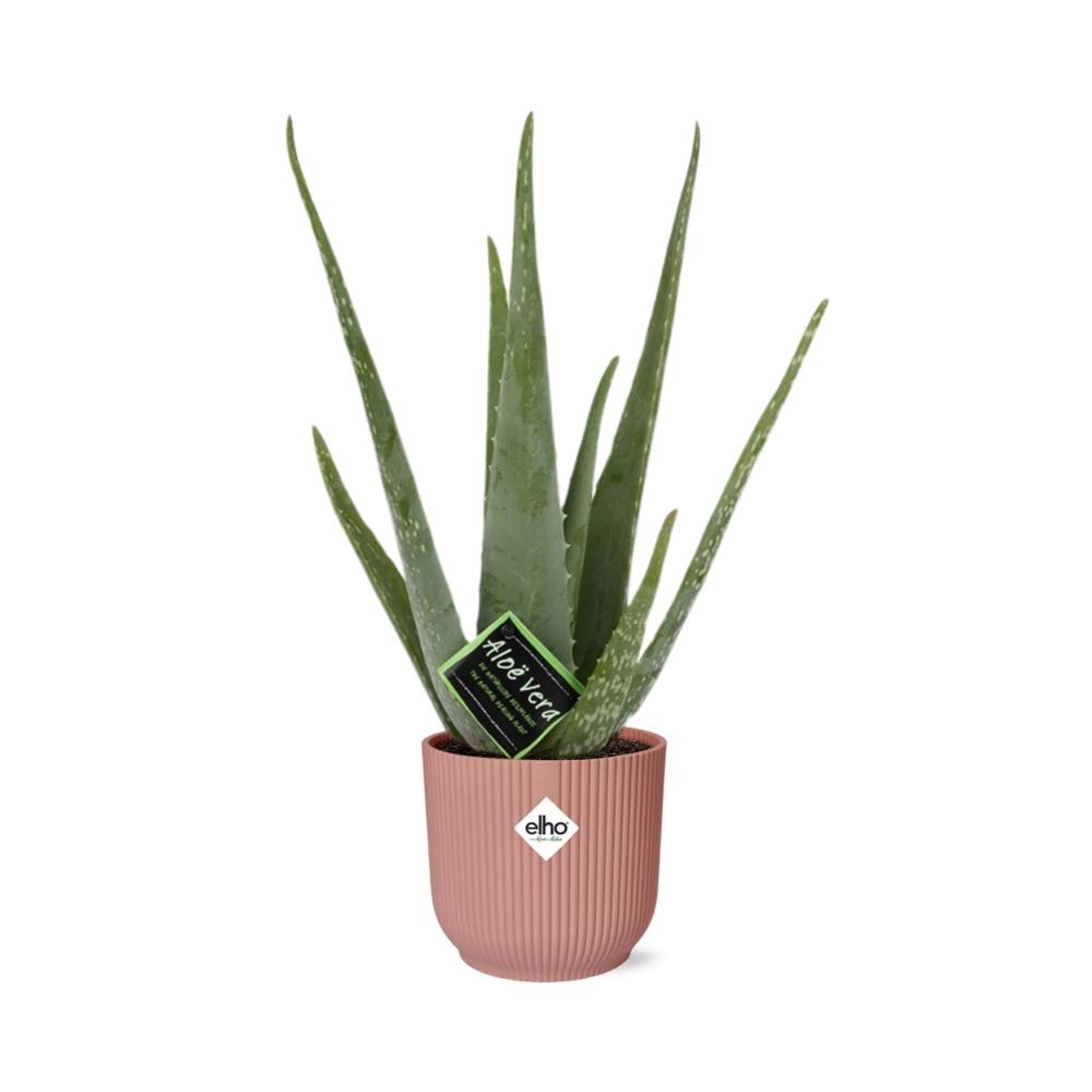 Aloe Vera Plant 12cm - Air Purifying Succulent Houseplant