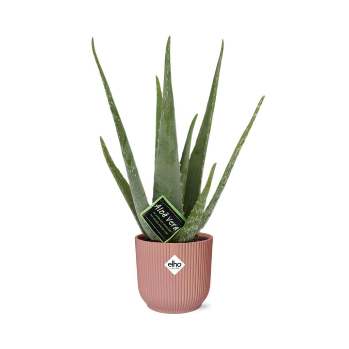 Aloe Vera Plant 12cm - Air Purifying Succulent Houseplant