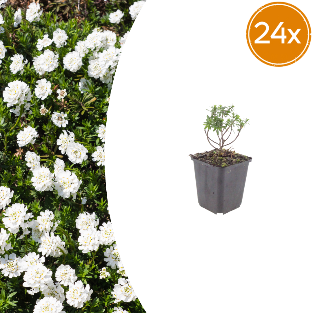 24x Iberis semp. 'Schneeflocke' - ↕10-25cm - Ø9cm