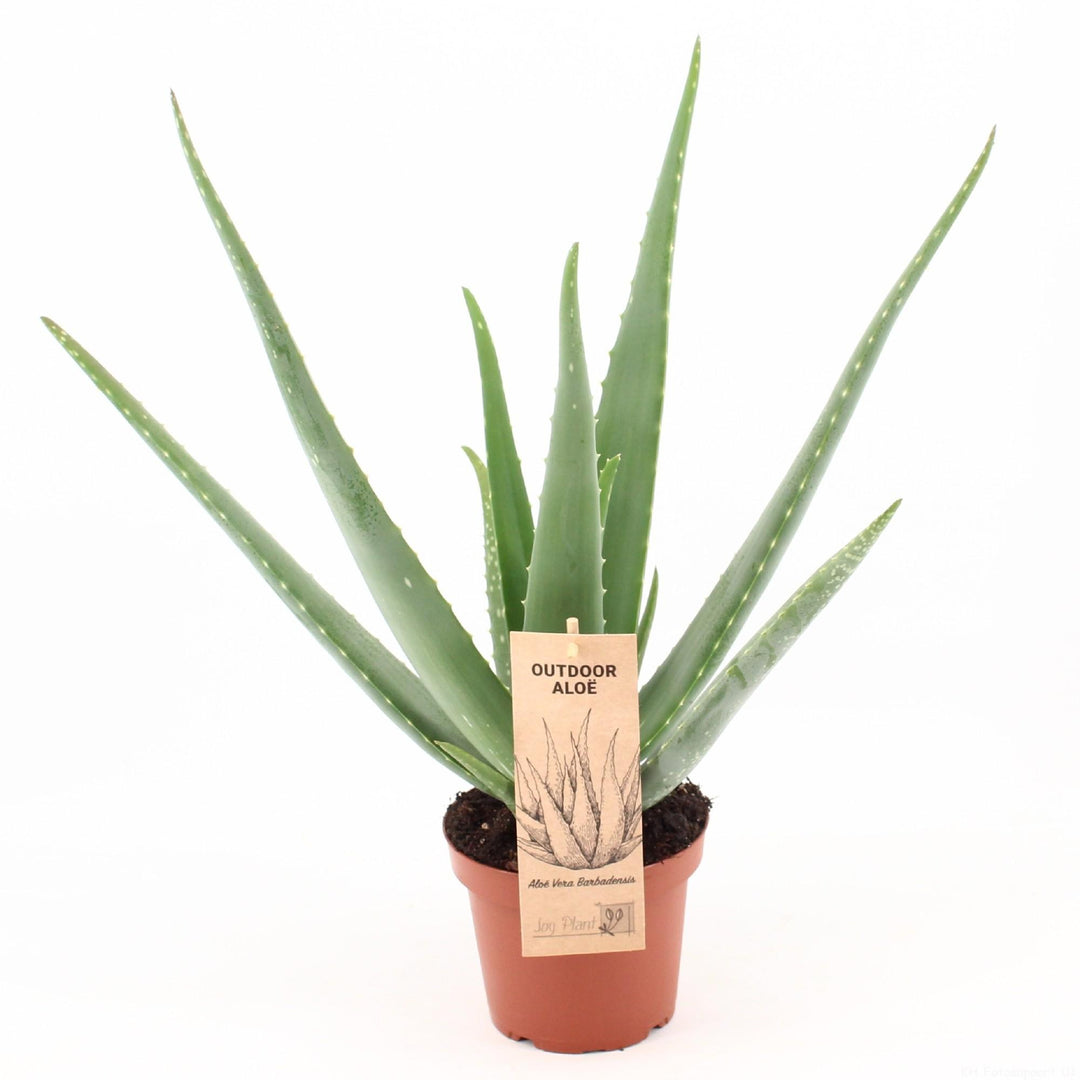 Aloe Vera Plant - Live Succulent with Healing Gel - 14cm Pot