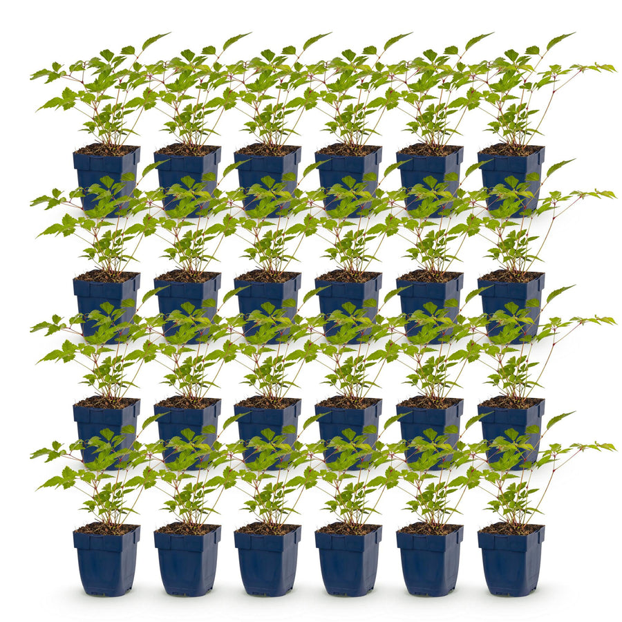 24 Astilbe japonica 'Europa' plants in 11cm pots, 15-25cm tall