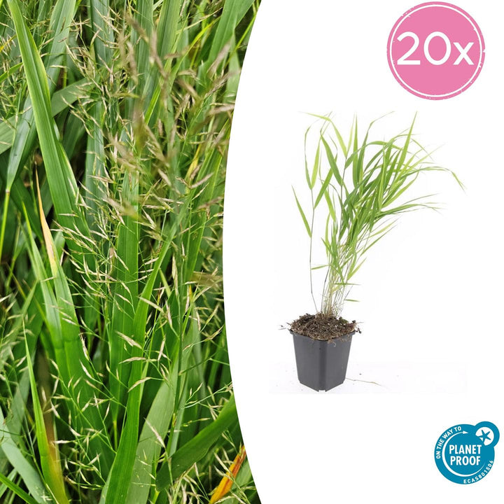 Hakonechloa macra Japanese Forest Grass 20 Pack - 9cm Pots