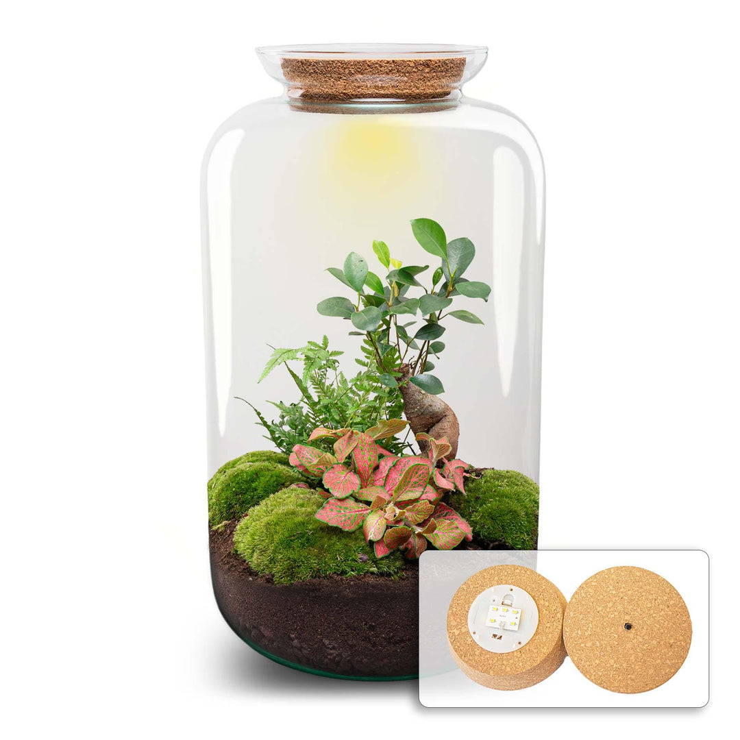 DIY terrarium - Sven Bonsai - ↕ 43 cm - Rake + Shovel + Tweezer