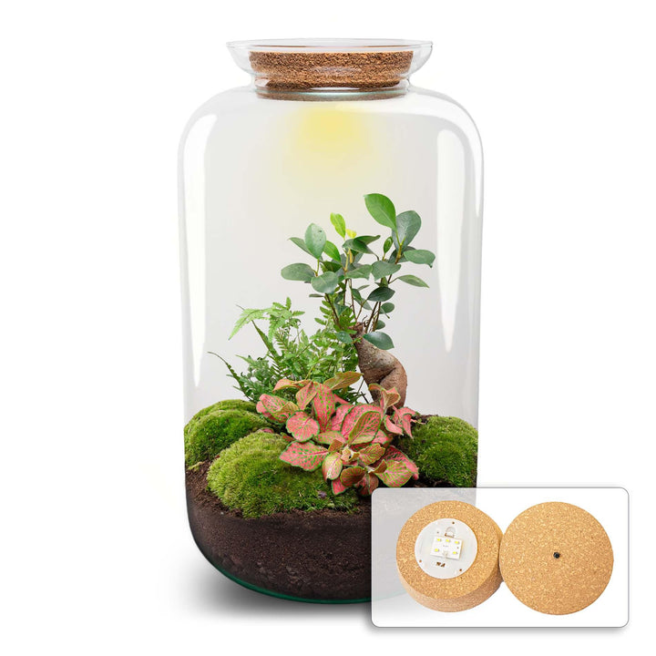 DIY terrarium - Sven Bonsai - ↕ 43 cm - Rake + Shovel + Tweezer