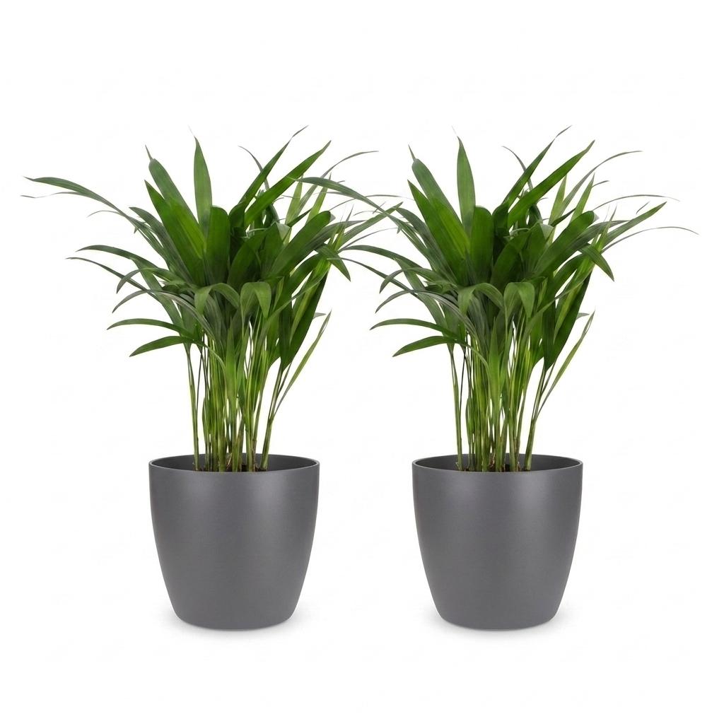Areca Lutescens - Areca Palm - 2 Plants - met Potter Grijs - Pot 12cm - Hoogte - 45cm