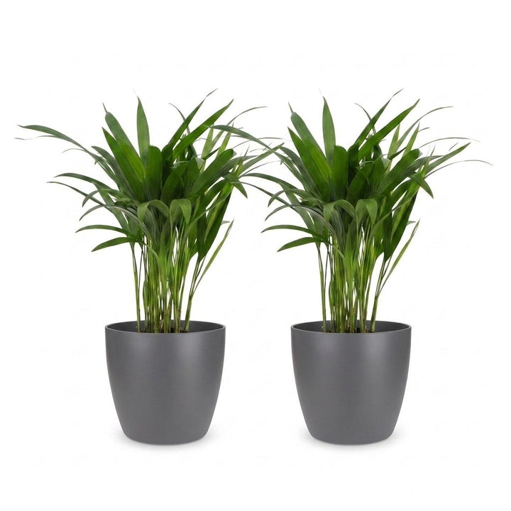 Areca Lutescens - Areca Palm - 2 Plants - met Potter Grijs - Pot 12cm - Hoogte - 45cm