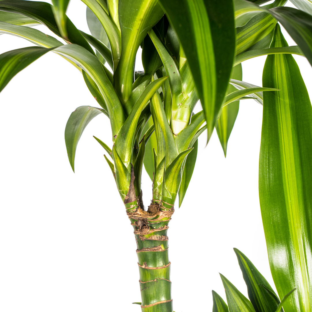 Dracaena Hawaiian Sunshine - Green Yellow Variegated - Ø24cm 130-150cm
