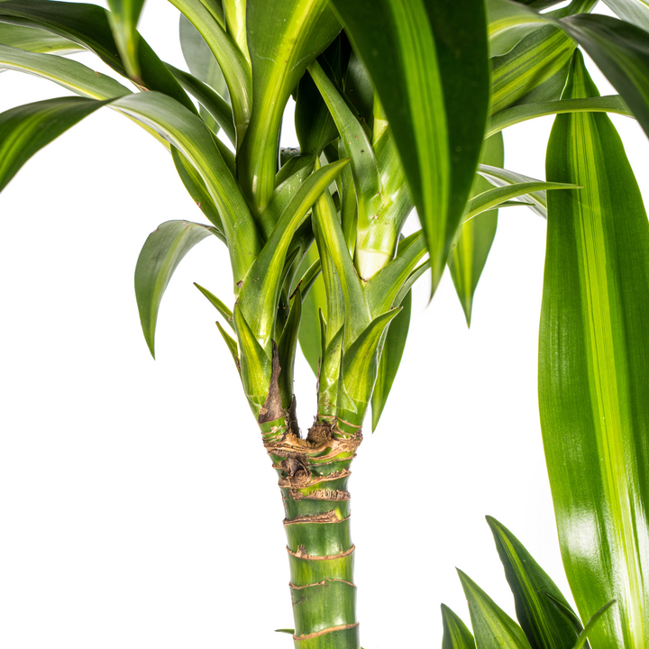 Dracaena Hawaiian Sunshine - Green Yellow Variegated - Ø24cm 130-150cm