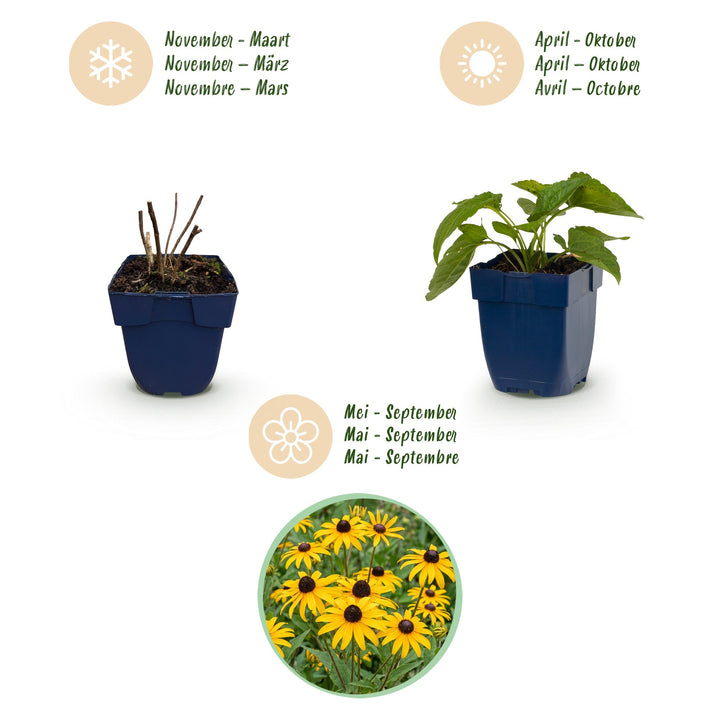 Pack of 24 Rudbeckia fulgida 'Goldsturm' black-eyed Susan plants in 11cm pots - view 4