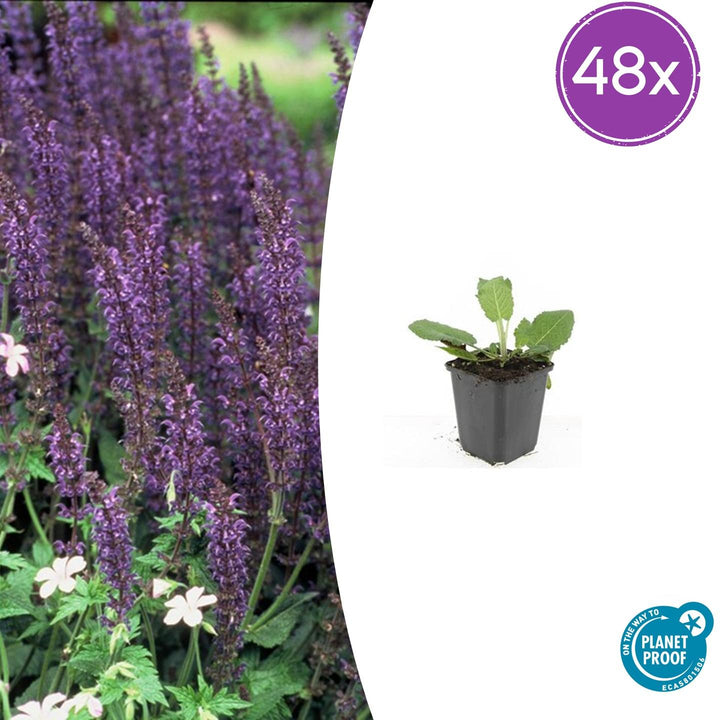 48x Salvia Nemorosa 'Mainacht' - ↕10-25cm - Ø9cm