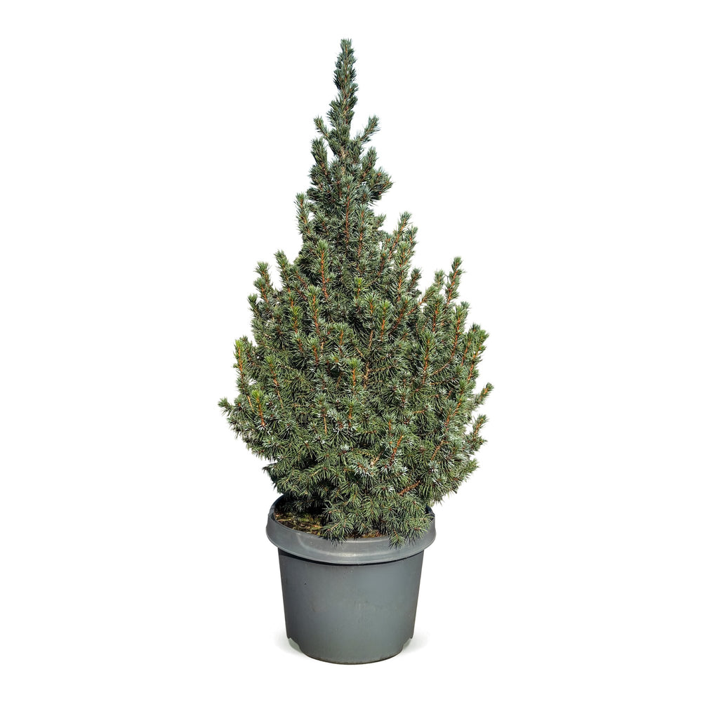 Picea glauca Sander's Blue Blue Alberta Spruce Christmas tree, approx. 60 cm tall, image 2