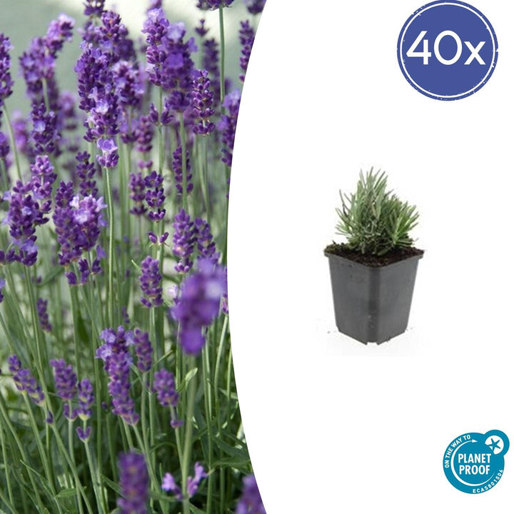 40-pack of Dwarf Blue Lavender plants in 9cm pots, featuring aromatic blue flowers, by Everspring.