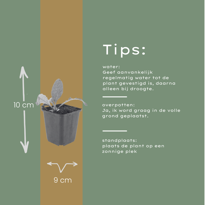 6x Echinops ritro - ↕10-25cm - Ø9cm