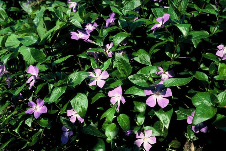 48x Vinca major - ↕10-25cm - Ø9cm